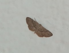 Cyclophora nanaria