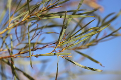 Acacia eriopoda