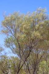 Acacia eriopoda