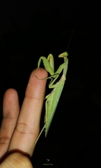 Hierodula tenuidentata