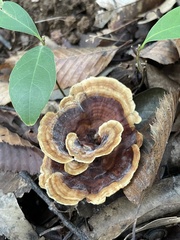 Polyporaceae