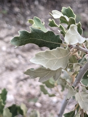 Quercus havardii