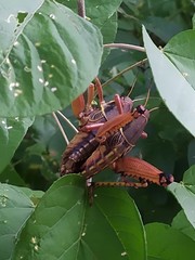 Brachystola behrensii