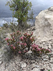 Eriogonum ericifolium