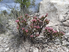 Eriogonum ericifolium