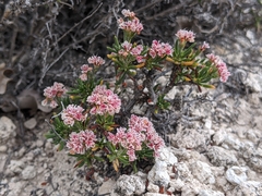 Eriogonum ericifolium