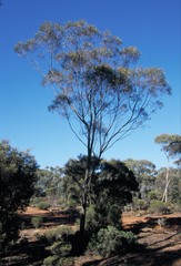 Eucalyptus jimberlanica