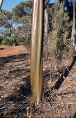 Eucalyptus jimberlanica