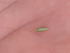 Eriogonum ericifolium