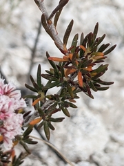 Eriogonum ericifolium