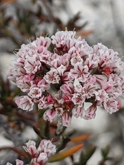Eriogonum ericifolium