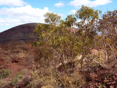 Eucalyptus aridimontana D.Nicolle & M.E.French