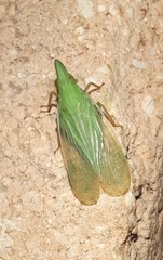 Rhynchomitra recurva