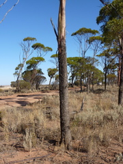 Eucalyptus myriadena