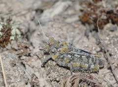 Asiotmethis muricatus