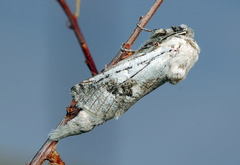 Parahypopta caestrum