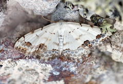 Scopula decorata