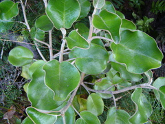 Brachyglottis rotundifolia
