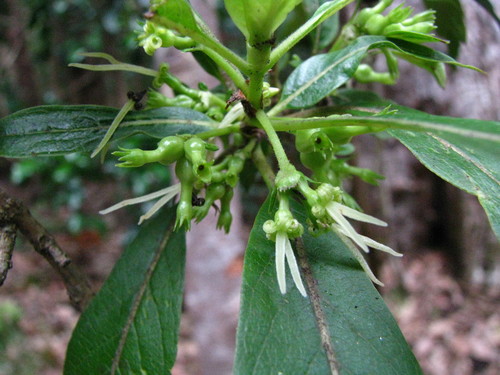 Coprosma rhynchocarpa