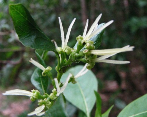 Coprosma rhynchocarpa