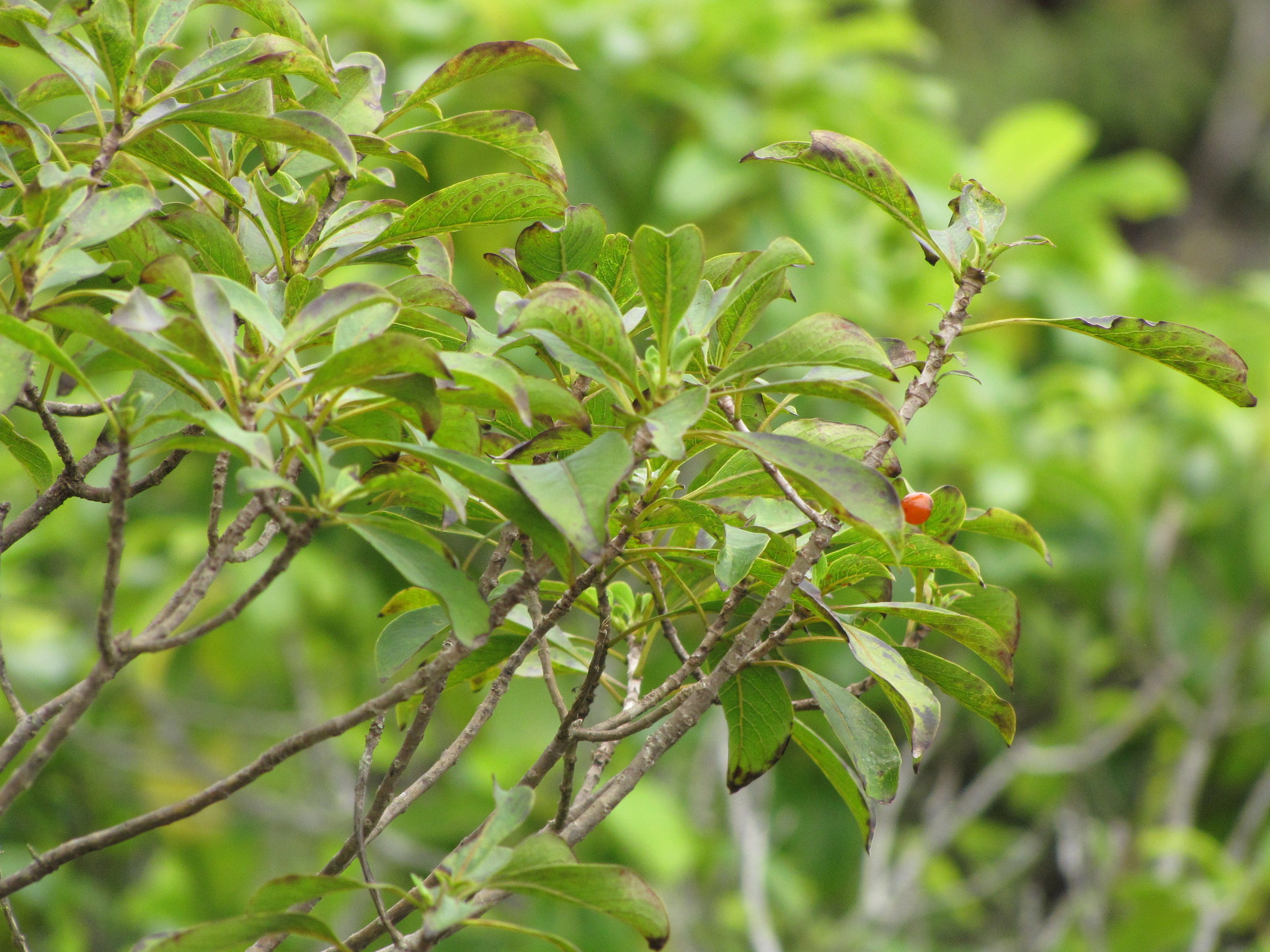 Coprosma pubens