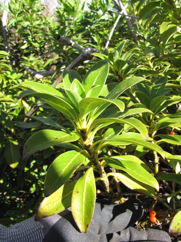 Coprosma pubens