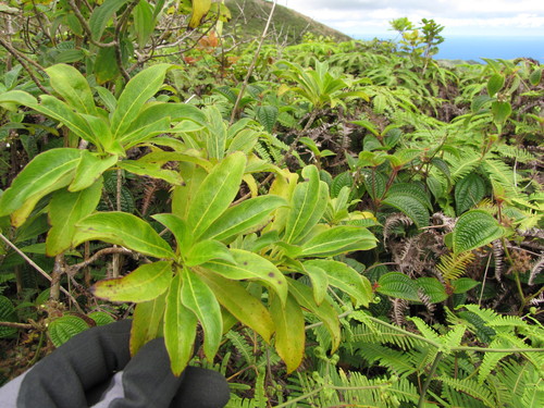 Coprosma pubens