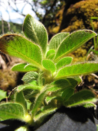 Coprosma pubens