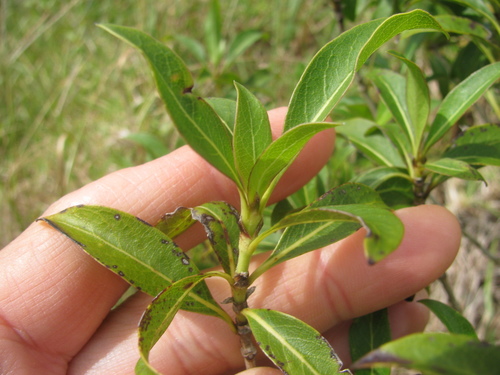 Coprosma pubens