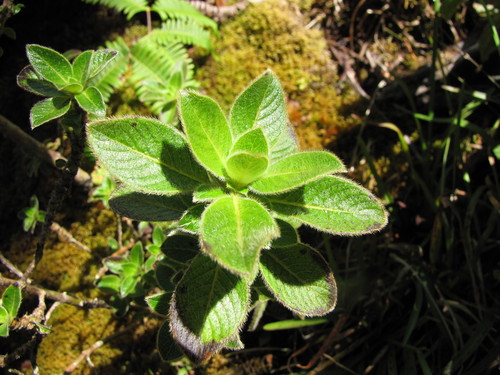 Coprosma pubens