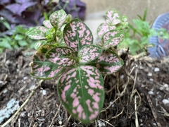 Hypoestes phyllostachya