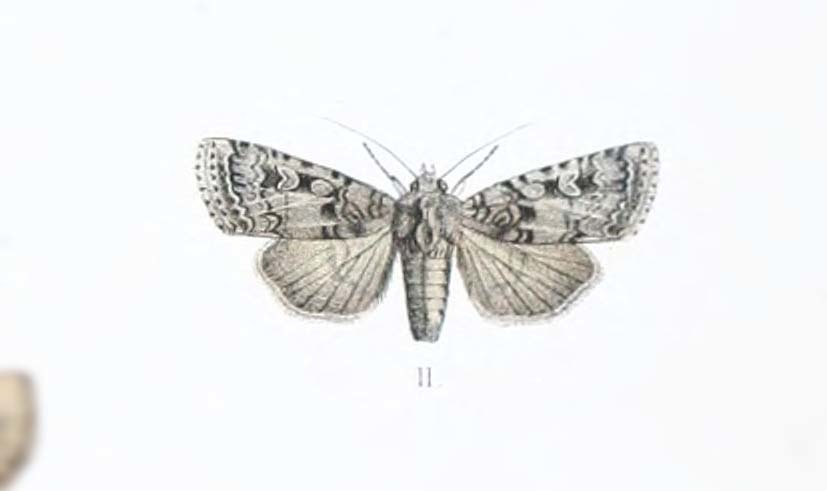 Ochropleura nivisparsa