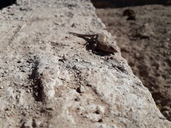 Liolaemus wiegmannii