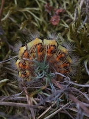 Acronicta nervosa