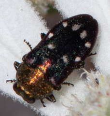 Coraebini