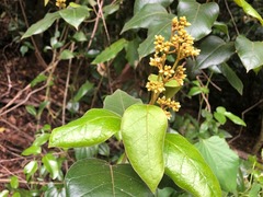 Parsonsia fulva