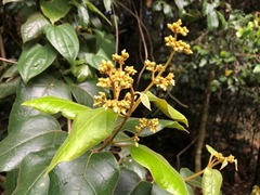 Parsonsia fulva
