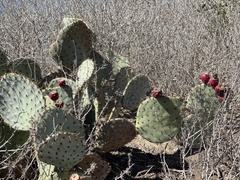 Opuntia × occidentalis
