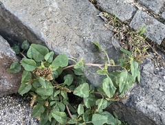 Magnoliopsida