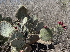 Opuntia × occidentalis
