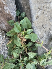 Magnoliopsida