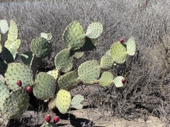 Opuntia × occidentalis
