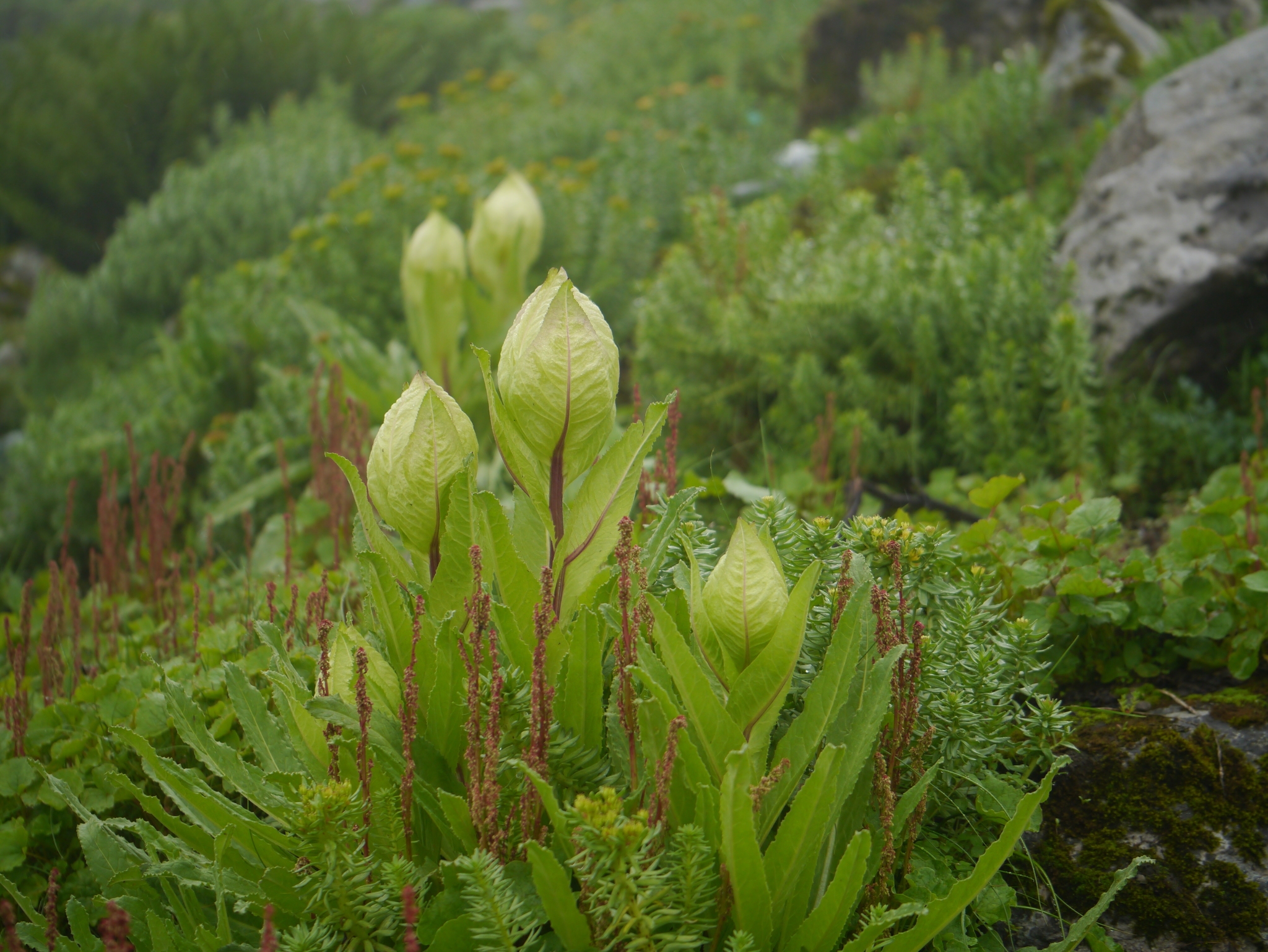 Saussurea obvallata (DC.) Sch.Bip.