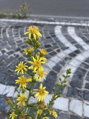 Dittrichia viscosa
