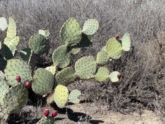 Opuntia × occidentalis