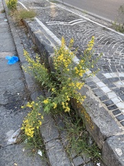 Dittrichia viscosa