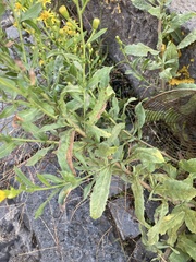 Dittrichia viscosa