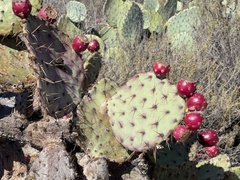 Opuntia × occidentalis