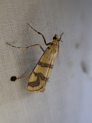 Metallarcha tetraplaca