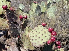 Opuntia × occidentalis